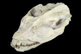 Fossil Oreodont (Leptauchenia) Skull - Wyoming #176506-4